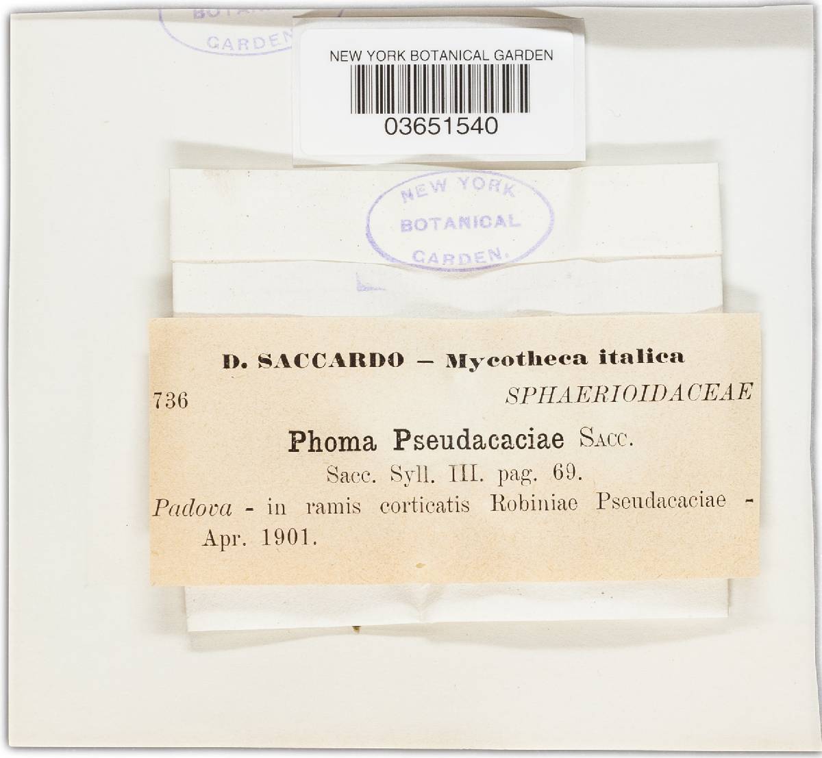 Phoma pseudacaciae image