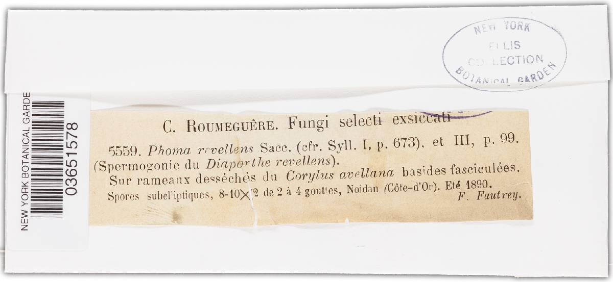 Diaporthe revellens image