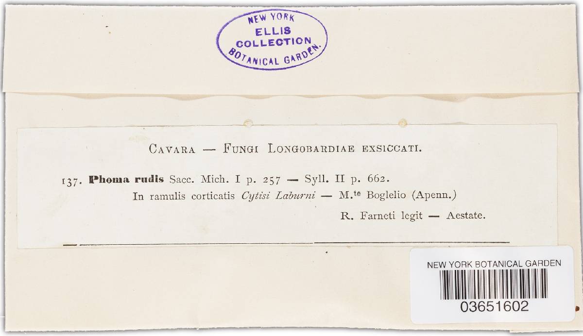 Phoma rudis image
