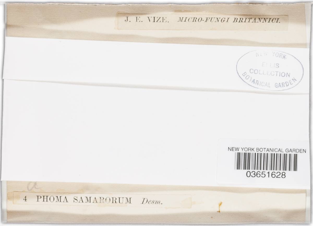 Neosetophoma samararum image