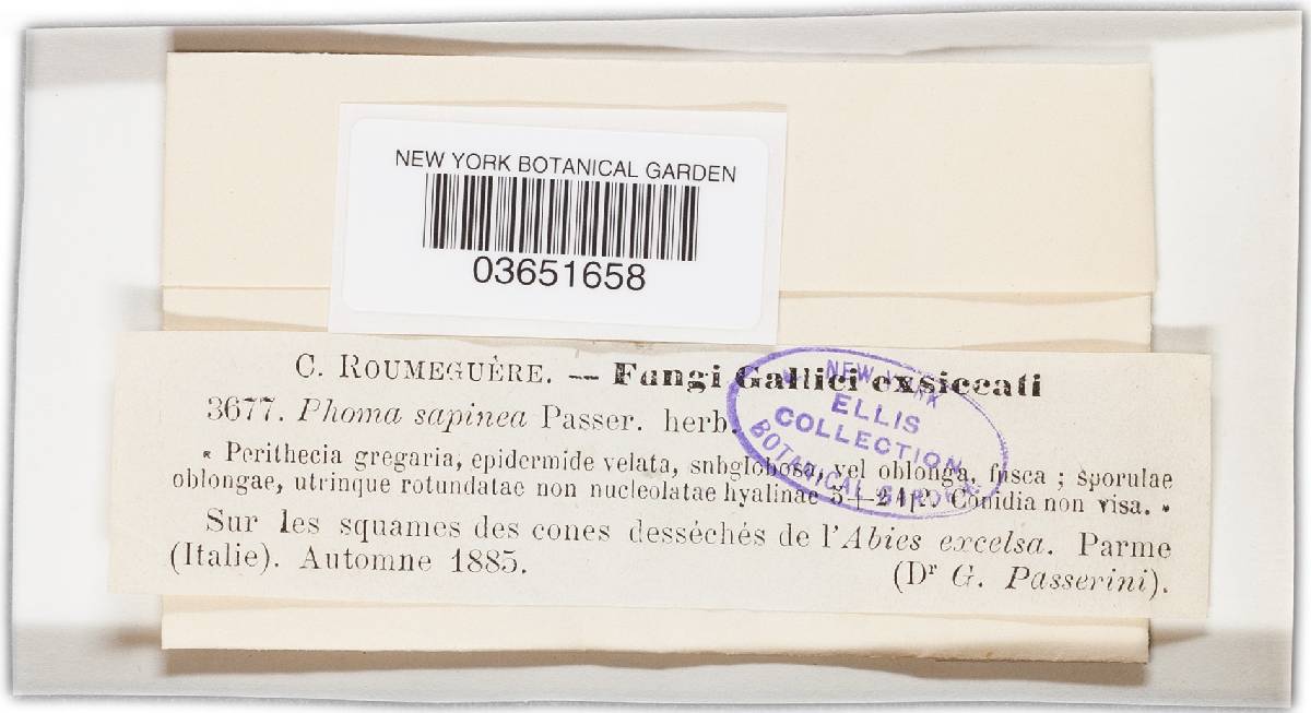 Phoma sapinea image