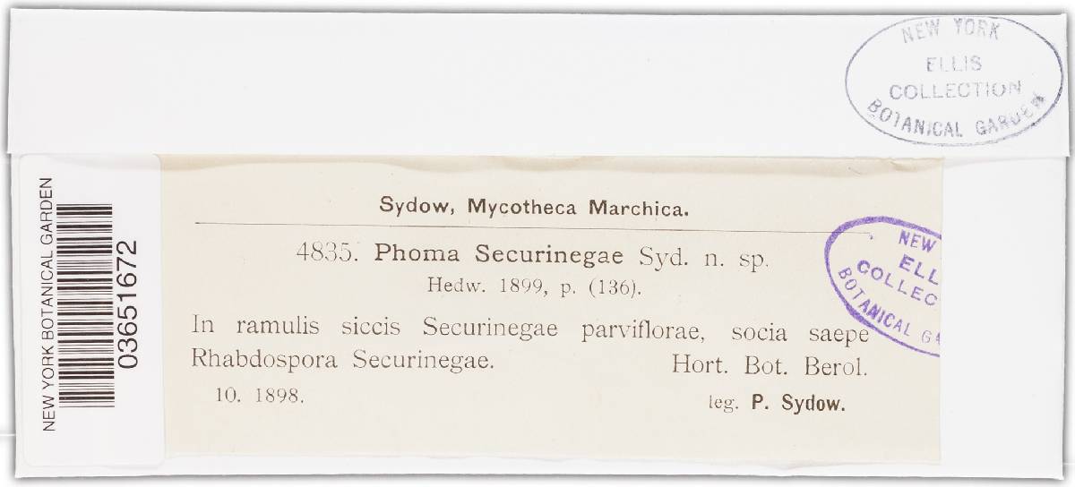Phoma securinegae image