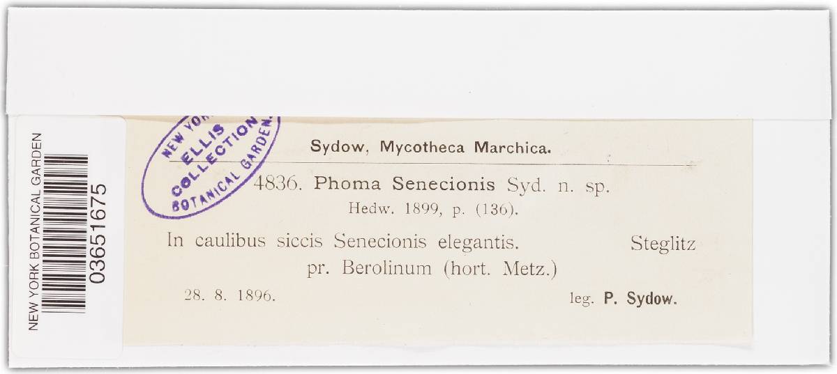 Phoma senecionis image