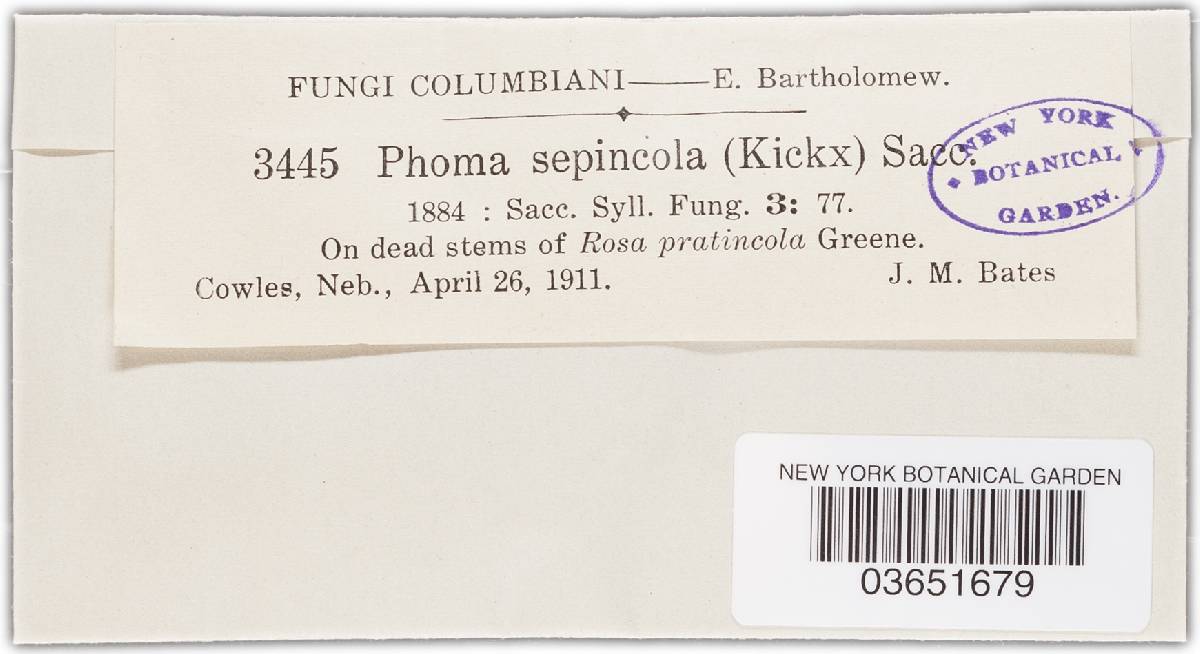 Phoma sepincola image