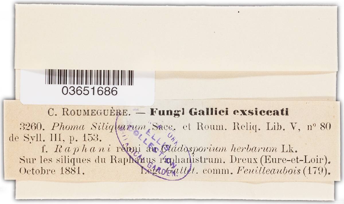 Phoma siliquarum image