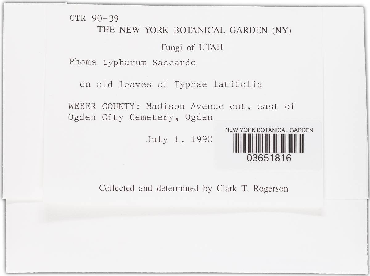 Phoma typharum image