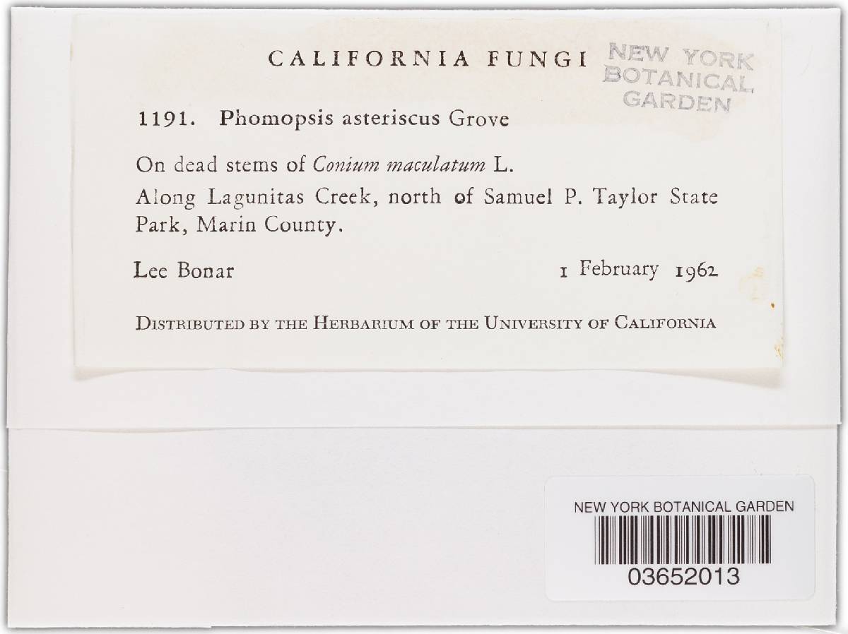 Phomopsis asteriscus image