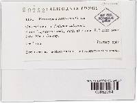 Phomopsis asteriscus image