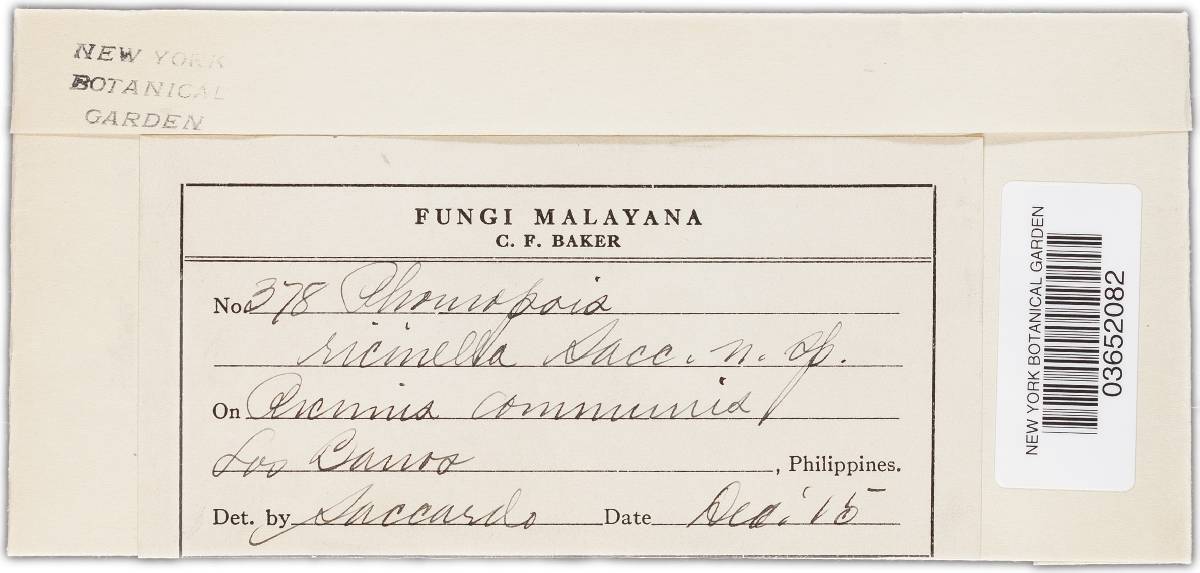 Phomopsis ricinella image