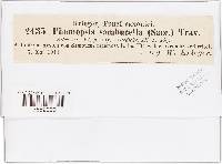 Phomopsis sambucella image