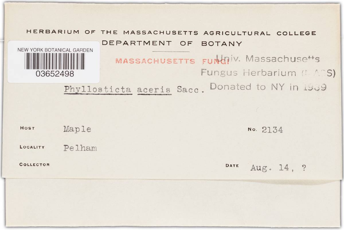 Phyllosticta aceris image