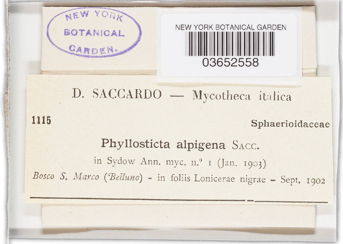Phyllosticta alpigena image