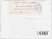 Phyllosticta anceps image