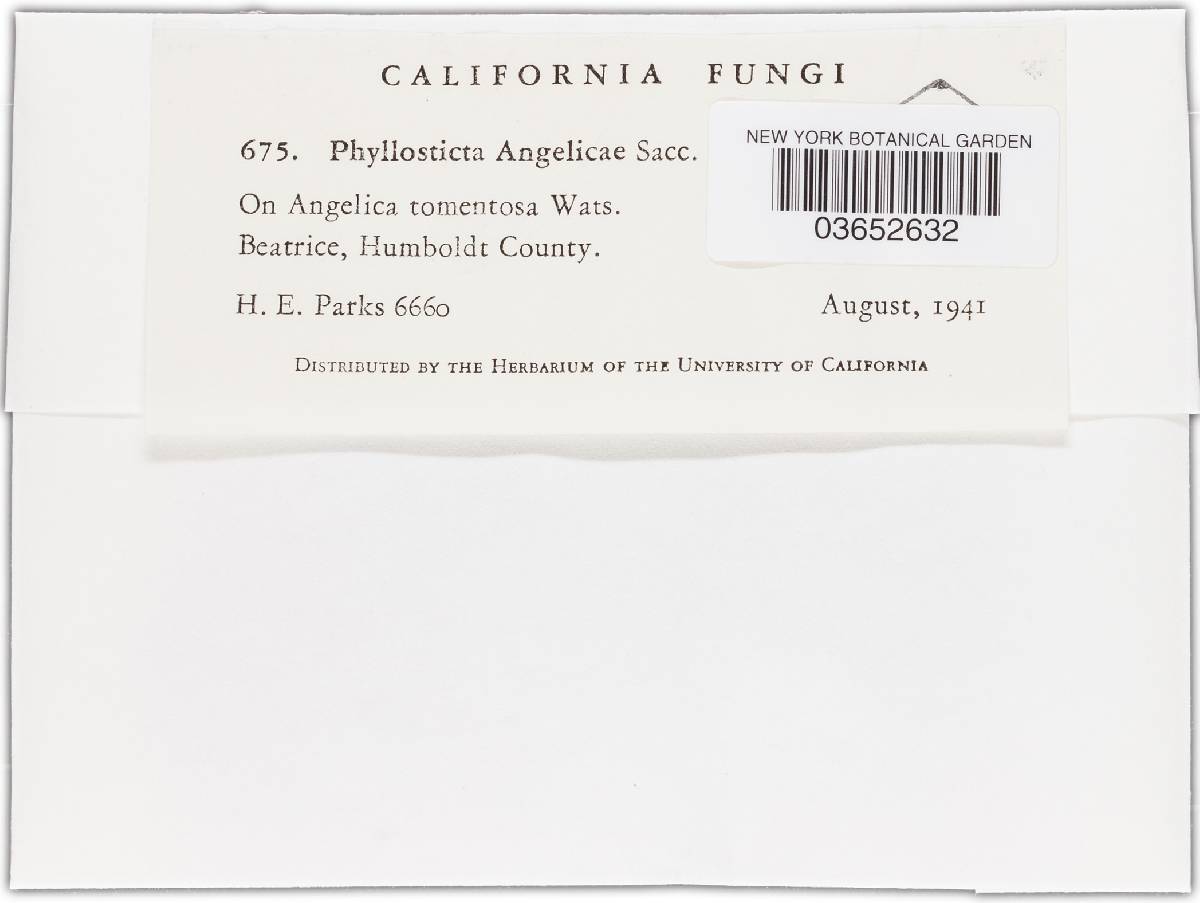Phyllosticta angelicae image