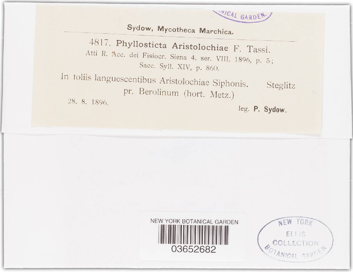 Phyllosticta aristolochiae image