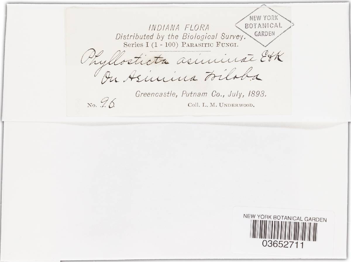 Phyllosticta asiminae image