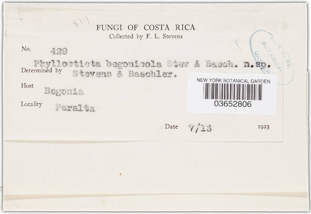 Phyllosticta begoniicola image