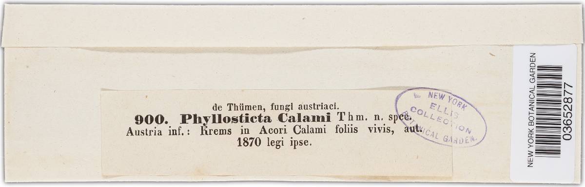 Phyllosticta calami image