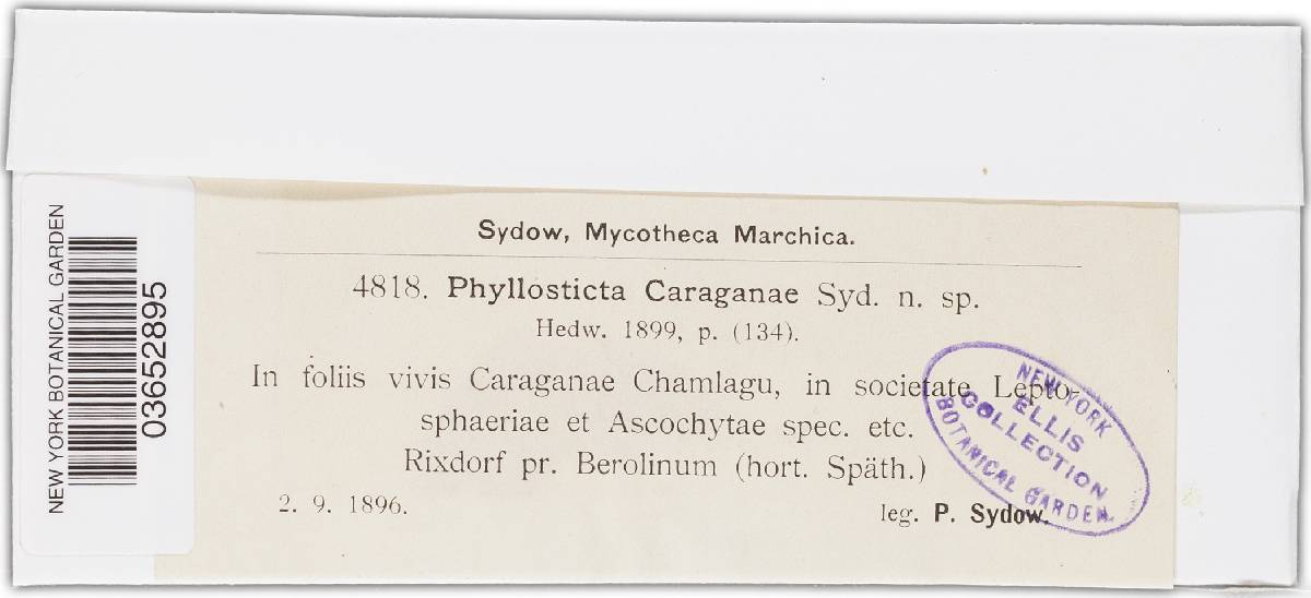 Phyllosticta caraganae image