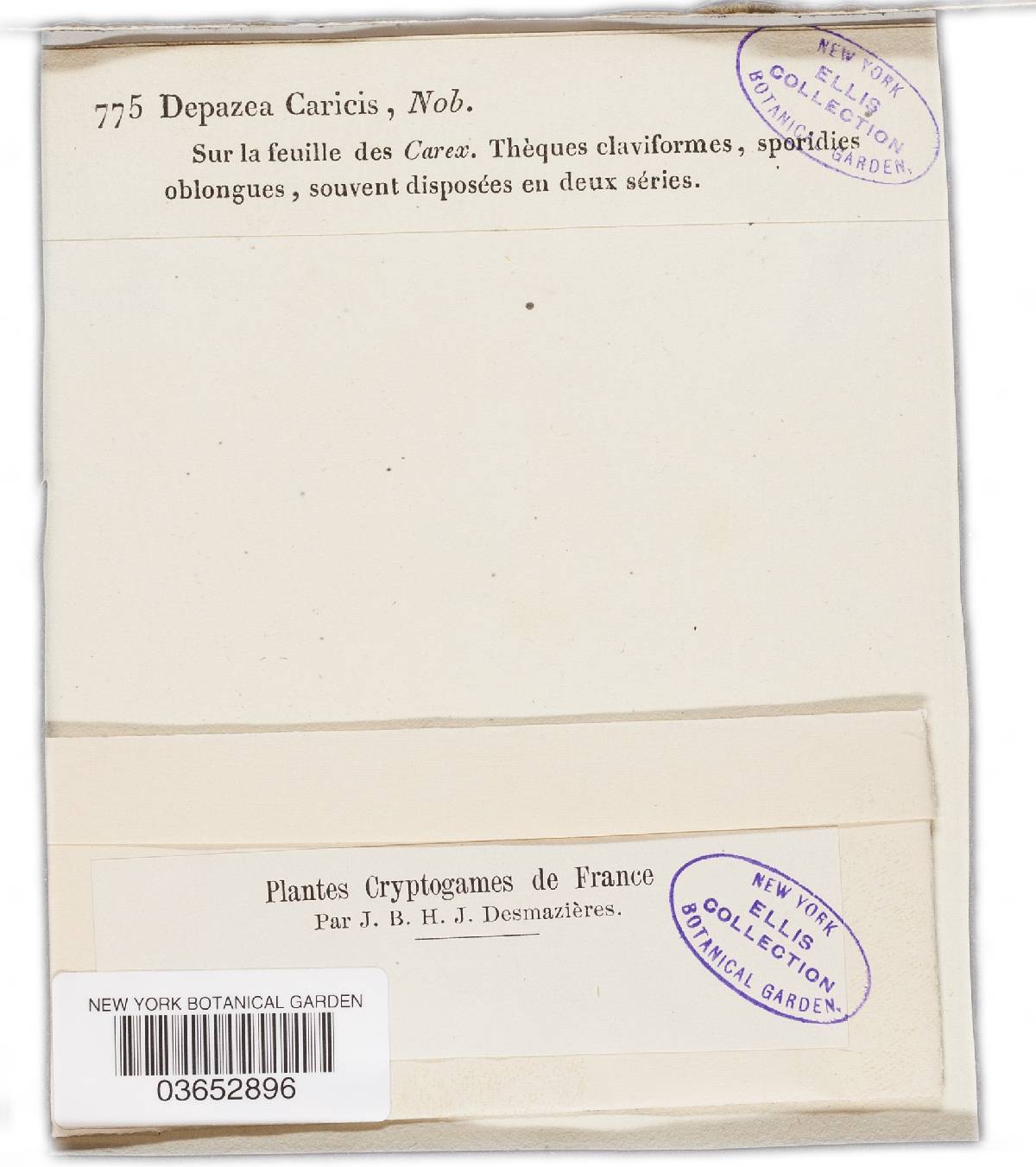 Phyllosticta caricis image