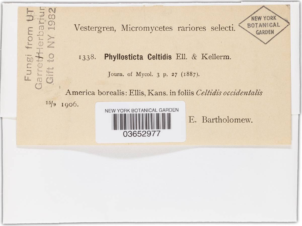 Phyllosticta celtidis image