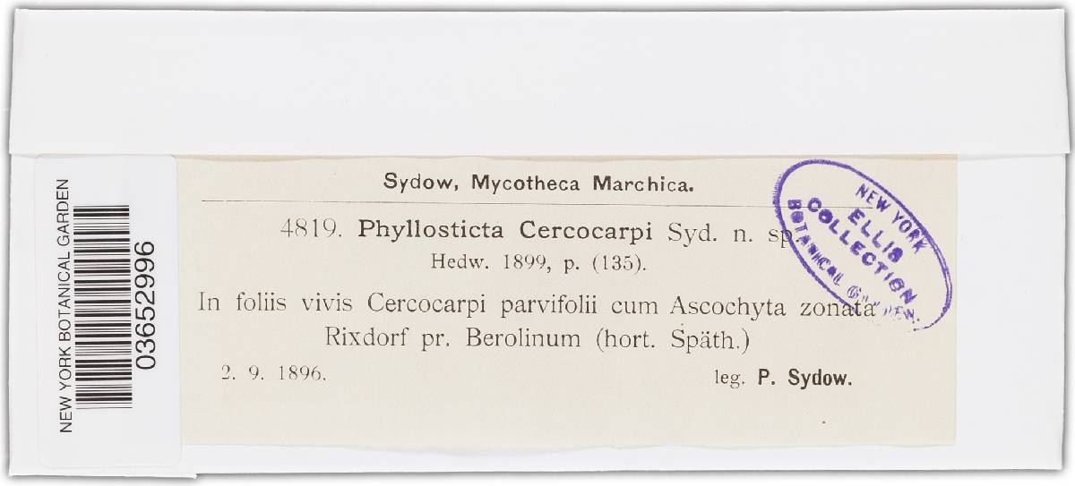 Phyllosticta cercocarpi image