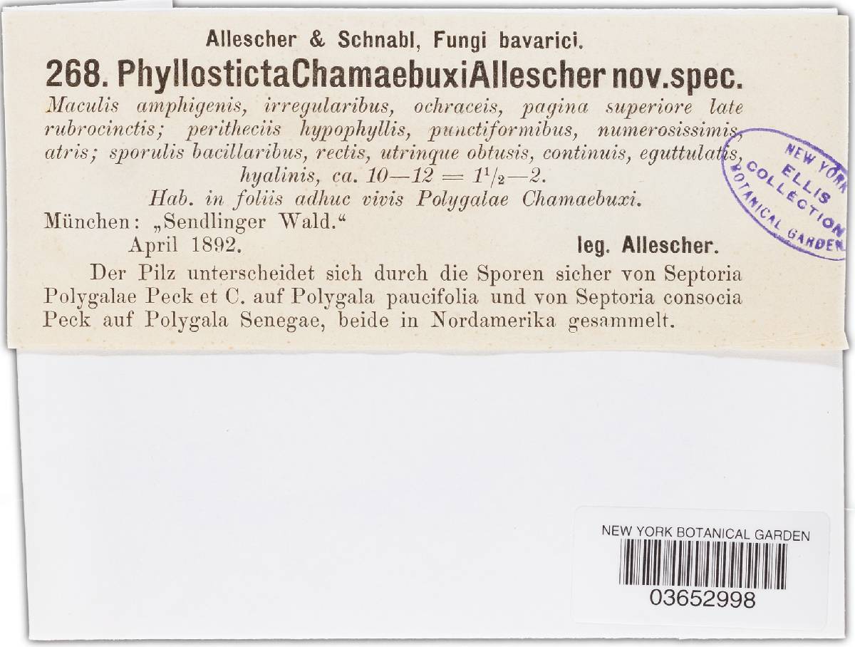 Phyllosticta chamaebuxi image