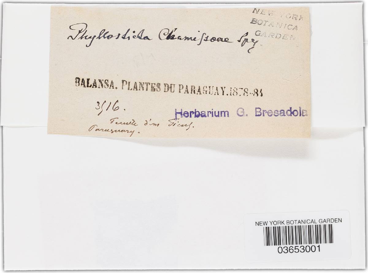 Phyllosticta chamissoae image