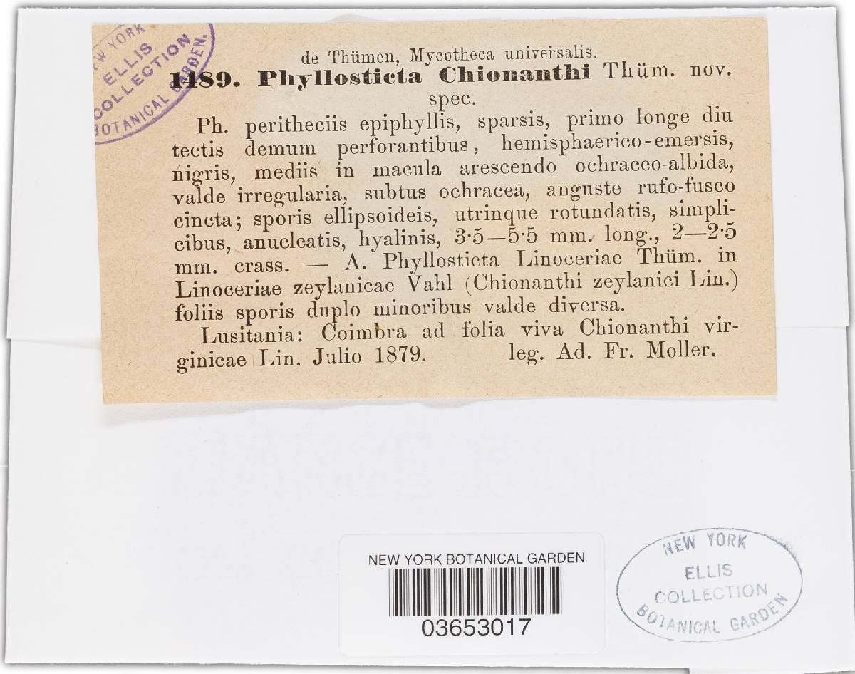 Phyllosticta chionanthi image
