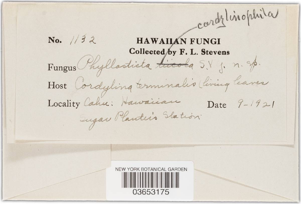 Phyllosticta cordylinophila image