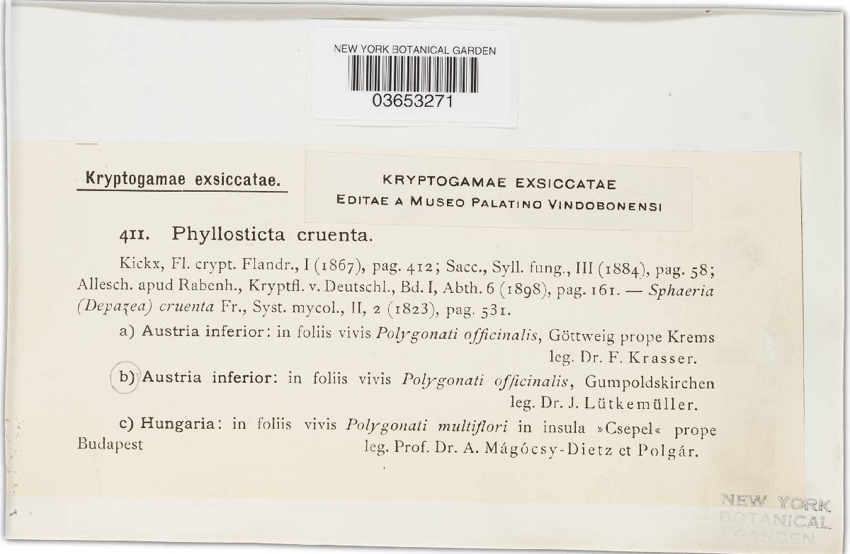 Phyllosticta cruenta image