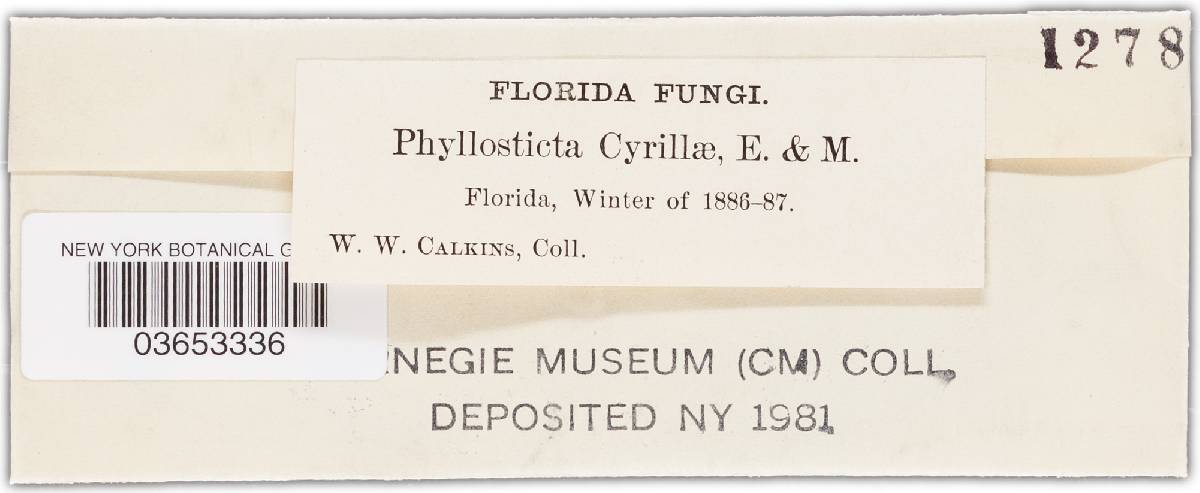 Phyllosticta cyrillae image