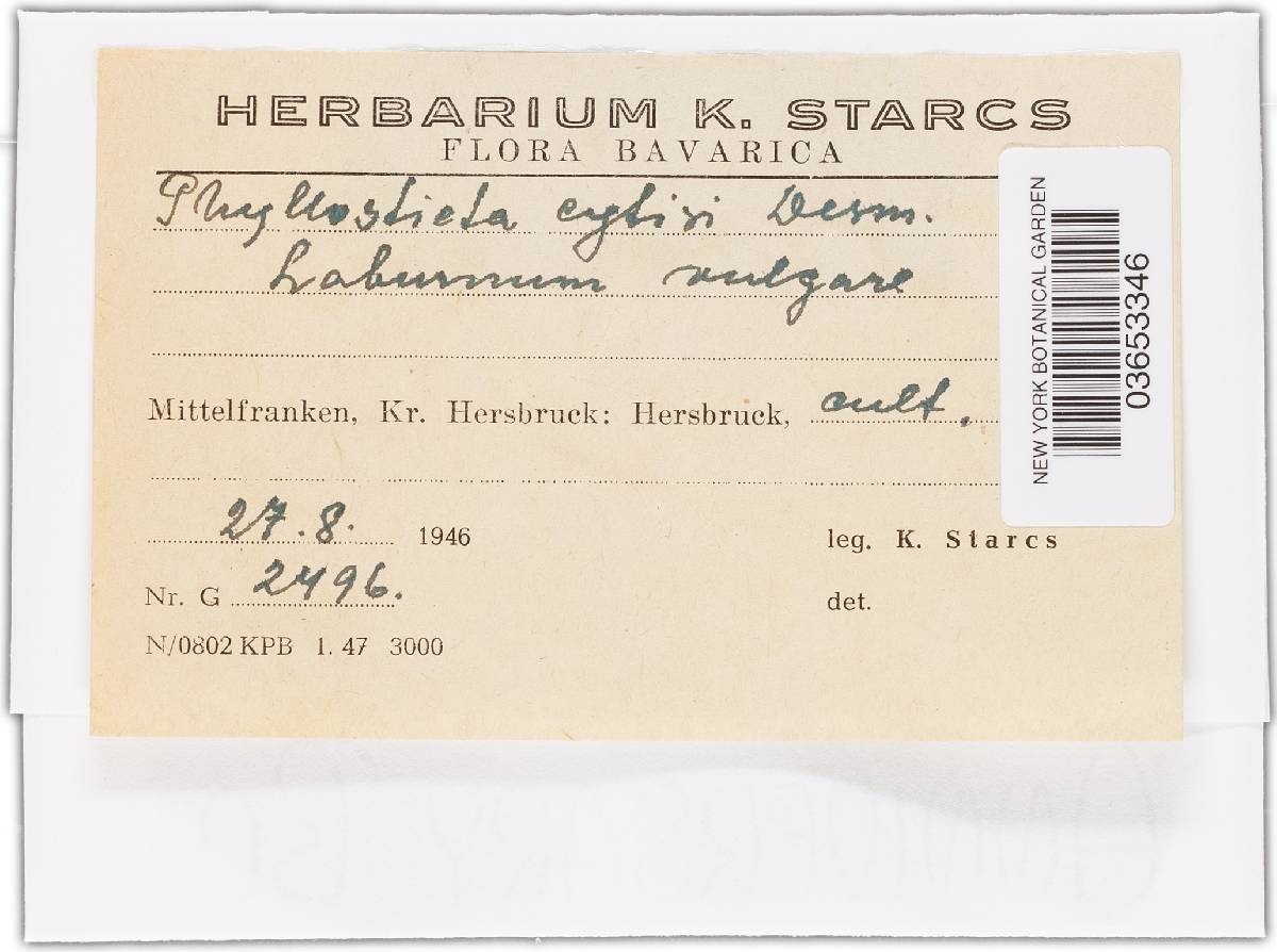 Ascochyta kabatiana image