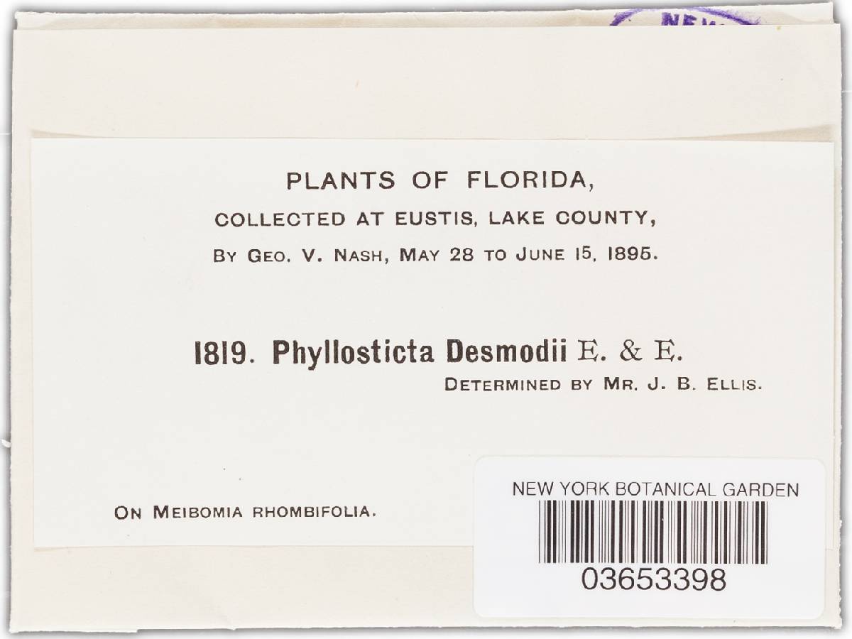 Phyllosticta desmodii image