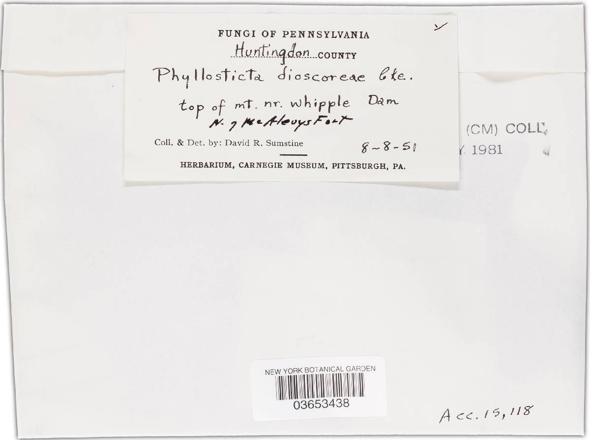 Phyllosticta dioscoreae-daemonae image
