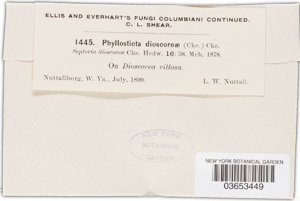 Phyllosticta dioscoreae-daemonae image