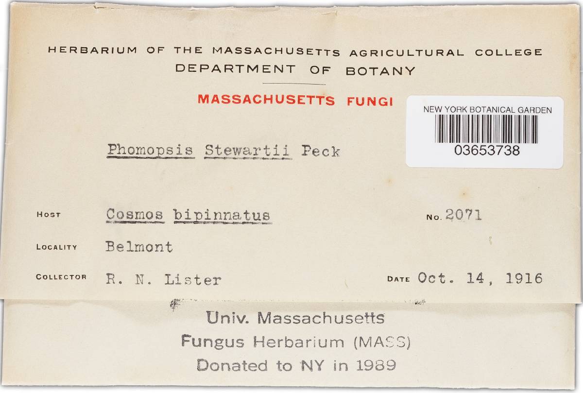 Phomopsis stewartii image