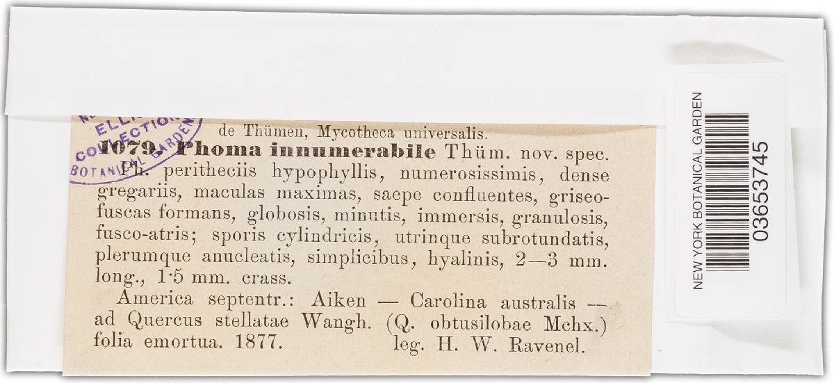 Phoma innumerabilis image