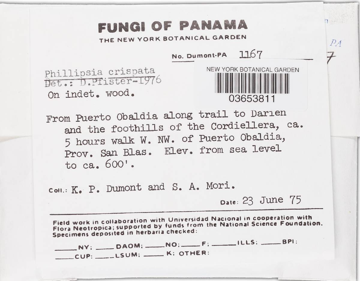 Phillipsia crispata image