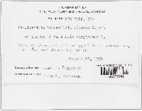 Phyllosticta hamamelidis image