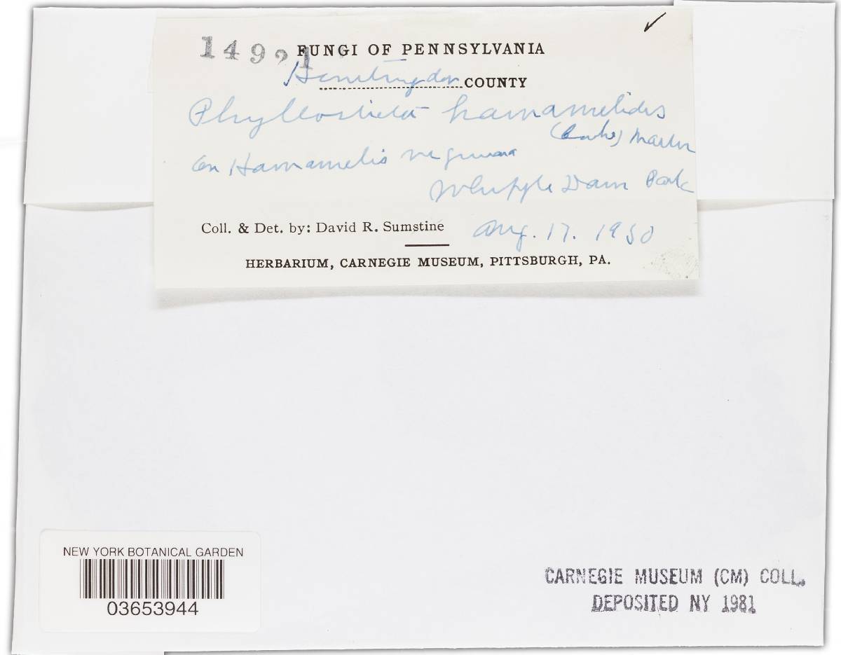 Phyllosticta hamamelidis image