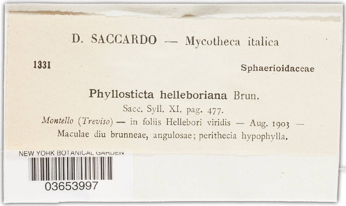 Phyllosticta helleboriana image