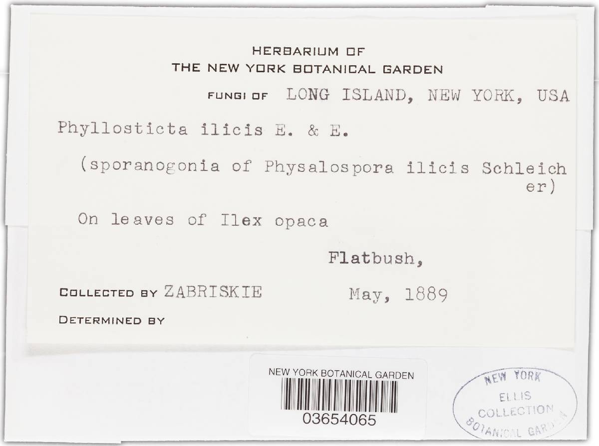 Phyllostictina ilicis image