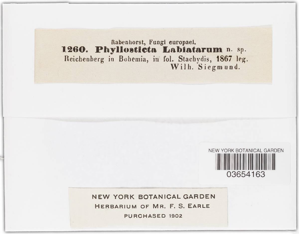 Phyllosticta labiatarum image