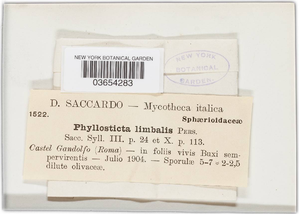 Mycosphaerella buxicola image