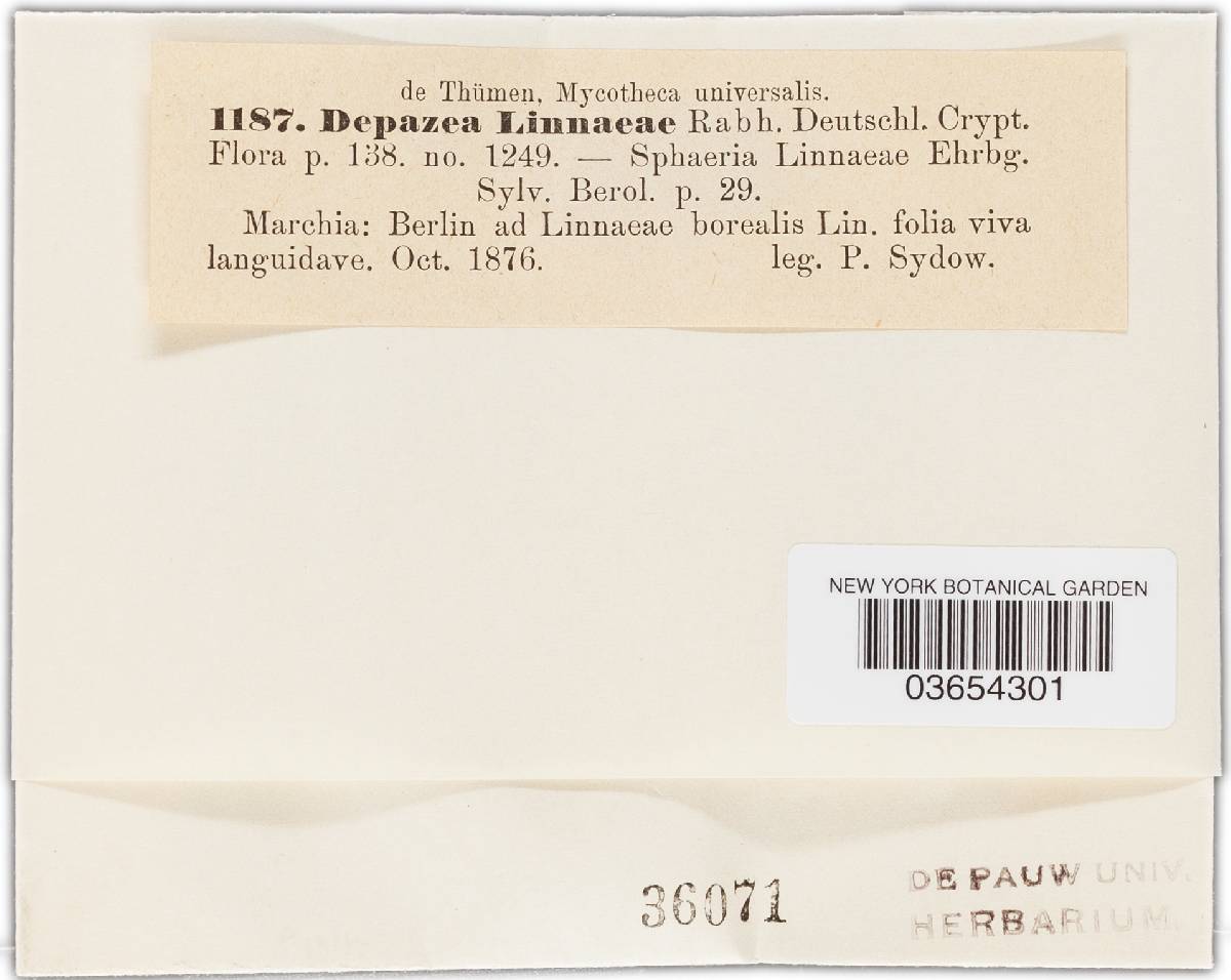 Phyllosticta linneae image