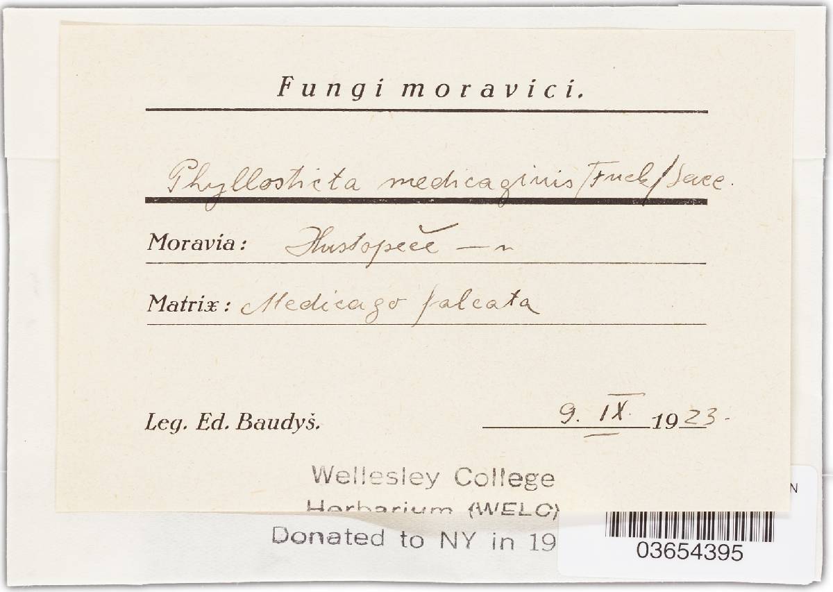 Phyllosticta medicaginis image