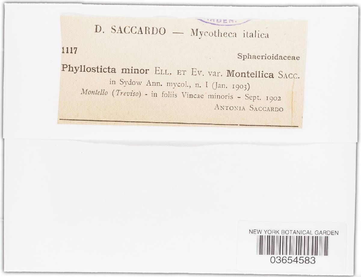 Phyllosticta minor image