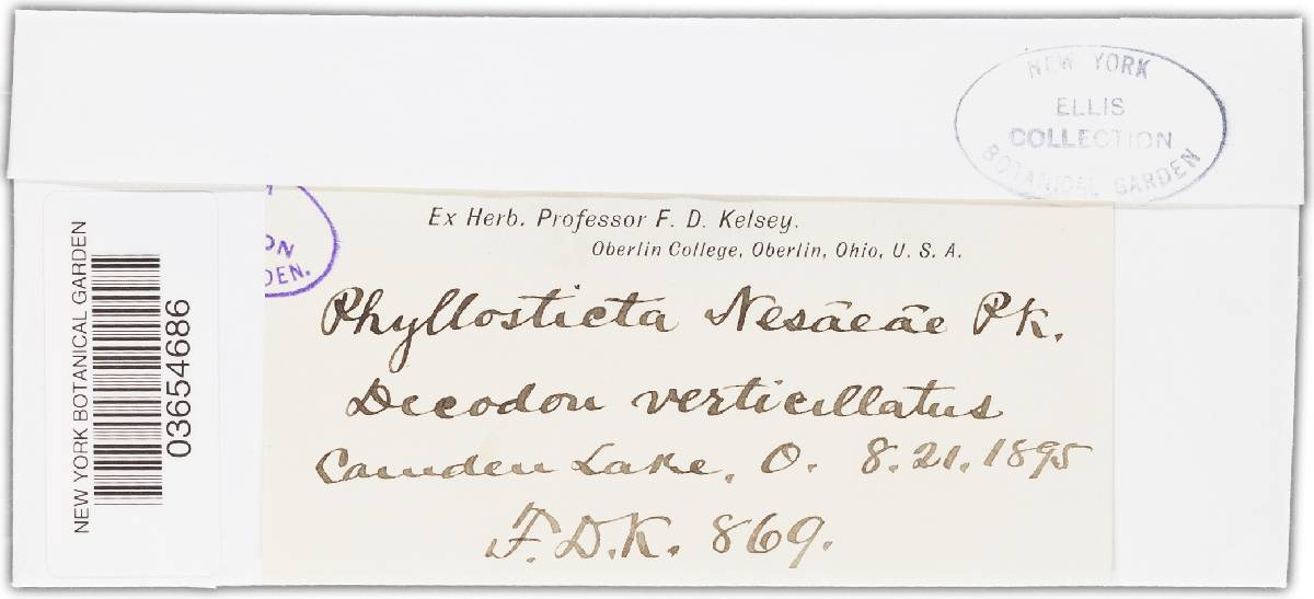 Phyllosticta nesaeae image
