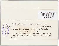 Phyllosticta osteospora image
